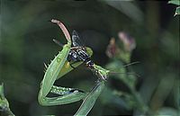 Zu den Bildern - Go to the images